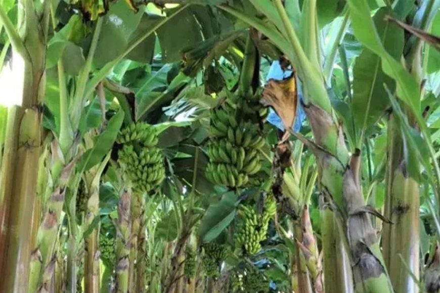 Produção de frutas avança na Zona da Mata